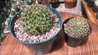 NEW CACTUS SOIL MIX AND POT MAKE SUCH A DIFFERENCE 2 MONTH RESULT IS WITH SAME WATERING SCHEDULE [upl. by Dazraf]