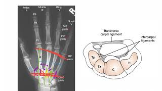 CarpoMetacarpal Joints WRIST AND HAND COMPLEX [upl. by Eseerehc492]