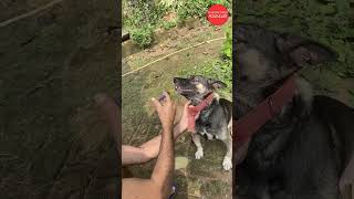 Food Vlogs  Gogi ka Dawa Khane me Nautanki  Dog Lovers [upl. by Clareta]