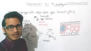 Mechanism of transpiration [upl. by Ellicul]