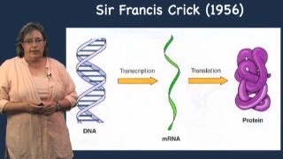 Prokaryotic vs Eukaryotic transcription  Melissa Moore U MassHHMI [upl. by Adhamh]