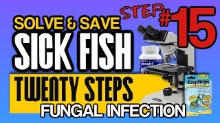 How to Diagnose and Cure Fish Fungal Infections Step 15 of 20 [upl. by Esom]