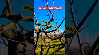 Rezidba i podmlađivanje stabla šljive u 15 toj godini pruning plum agriculture agro [upl. by Aicire978]