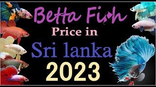 Betta Fish Price In SRI LANKA  2023  Dark WilD with bhasitha [upl. by Rosenbaum]