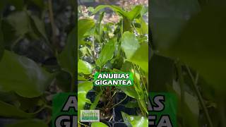 Anubias Gigantea the Ultimate Anubias Aquarium Plant For Sale [upl. by Haduhey]