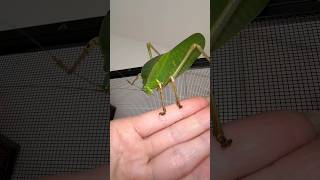 Giant Hooded Katydid Mini ✨LIFECYCLE gianthoodedkatydid giantinsects [upl. by Koval]