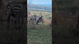 Serengeti Migration Encounter Playful Stallions in Action  Tanzania Wildlife Adventure serengeti [upl. by Maryanna]