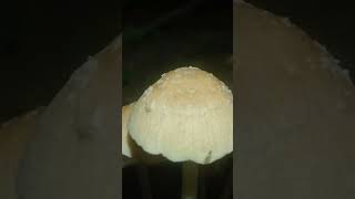 Psathyrella mushroom fungi mushroom [upl. by Eisse]