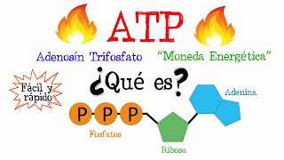 🔥 ¿Qué es el ATP 💥 Fácil y Rápido  BIOLOGÍA  QUÍMICA [upl. by Terchie]