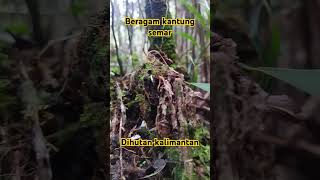 Beragam kantung semar dihutan kalimantan Hutan yang masih fresh dan alami real shortvideo fyp [upl. by Jarrad]