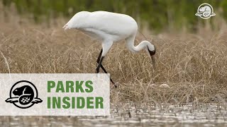 Whooping Cranes in Wood Buffalo National Park [upl. by Connett601]