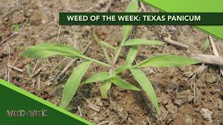 Weed of the Week 1123 Texas Panicum Air Date 101319 [upl. by Irrot306]