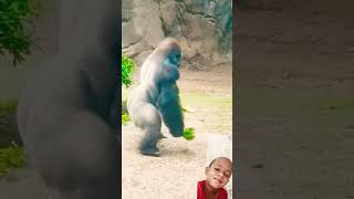 Gorilla video gorilla zookeeper animals ape zoo cute dallaszoo bigfoot zoolife raumil [upl. by Ocirne]