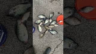 Monongahela￼ River crappie [upl. by Sucam]