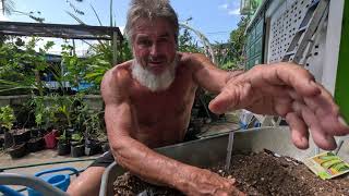 Planting glorious crocodile zucchini AND Marmande Tomato seeds in HOT climates [upl. by Ayama644]