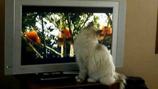 chat Sacré de Birmanie et la tele [upl. by Ford]