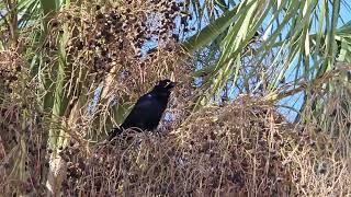 Grackle Singing [upl. by Anyehs822]