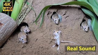 Cat TV mouse digging burrows  holes in sand  playing and squeaking 8 Hour 4k UHD [upl. by Sinnel892]