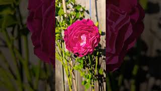 Wild Blue Yonder beautifulroses flowers nature rosevarieties gardening loveroses roses rose [upl. by Nilecoj401]