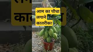 mango mangofruitsetting gardening mangocultivation plants mangotree grafting tree garden [upl. by Adaiha306]