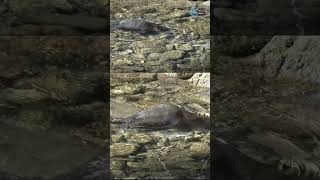 Unbelievable Platypus Facts EggLaying Mammal with Electroreception [upl. by Cerelly]