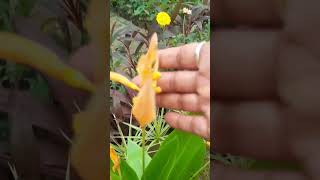 Shorts Heliconia Psittacorum Orange Flower Saurabh Nursery [upl. by Assil170]