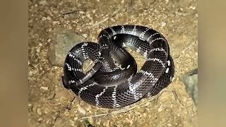 common krait snake in the world [upl. by Aitnom]