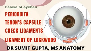 FASCIA OF ORBIT amp EYEBALL  Tenon capsule  Ligament of Lockwoods  Periorbita  Check ligaments [upl. by Ursi]