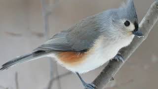 Tufted Titmouse Bird Sound Bird Song Bird Call Bird Calling Chirps Lissen Birds Vocalization [upl. by Reppart809]