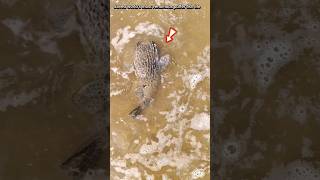 Saving most poisonous Puffer fish puffer fish returned to their sea fishing shorts pufferfish [upl. by Ostap]