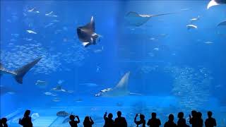 10 Hours of Okinawa Churaumi Aquarium [upl. by Sullivan]