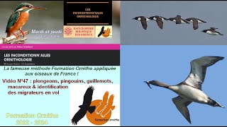 Oiseaux de France 47  Alcidae pingouins amp macareux et Gaviidae plongeons [upl. by Siegfried]