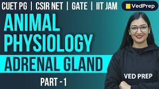 Animal Physiology  Adrenal Gland  CUET PGCSIR NETGATEIIT JAM  Part1 VedPrep Biology Academy [upl. by Celtic]