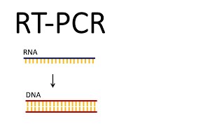 How we test for SARSCoV2  RTPCR Reverse Transcription PCR [upl. by Enair814]