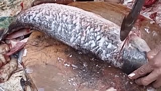 Big Fish Cutting Videos  Cutting Fresh Rohu for Fish Curry  Special Fish Cuts [upl. by Ahsenat]