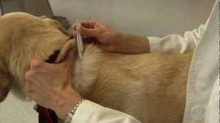 How to Apply Flea and Tick Medications [upl. by Ardnasirk]