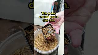 Gecko Tips 04  Cleaning Crested Gecko dishes Easiest Way crestedgecko [upl. by Renwick560]