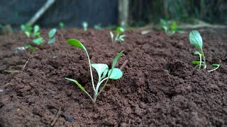 Plantar repolho Canteiro mudas e adubação [upl. by Morganstein]