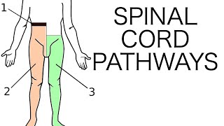 Spinal Cord Pathways [upl. by Nerhtak]