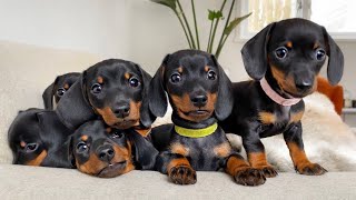 Dachshund puppies 8 weeks old [upl. by Nnauol]