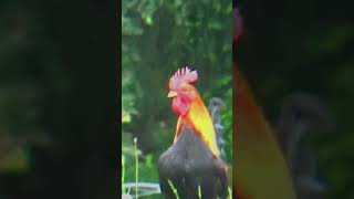 Majestic Rooster Crowing in the Morning 🐓 Shorts [upl. by Gerrit31]