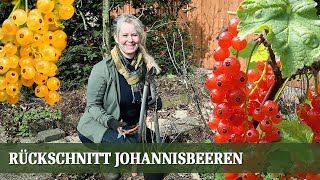 Johannisbeeren Rückschnitt  Wie und wann man schneidet man richtig zurück [upl. by Alah256]