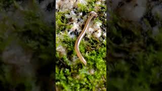 コウガイビルの一種 Bipalium （hammerhead worms、笄蛭） shorts [upl. by Line]