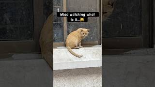 Miao watching 😍🐾 SUBSCRIBE👍shorts cat miao [upl. by Assedo]