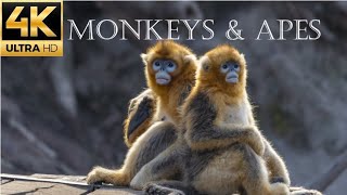 Monkeys amp Apes in 4K  Magnificent Creatures  Open Zoo [upl. by Yalonda]