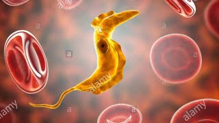 Trypanosome trypanosomiase parasitologie 3eme année médecine résidanat résumé et essentiel du cour [upl. by Wenona412]