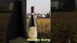 The Corvina grape a classic wine grape wine italianwine valpolicella amarone [upl. by Carlos]