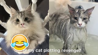 MILO THE MAINE COON GETS HIS FIRST BATH [upl. by Forester]