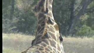 71807 1230pm giraffe with oxpeckers doing their job [upl. by Aitram]