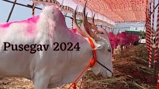 khillar bailjodi pusegav 2024 [upl. by Milburn199]